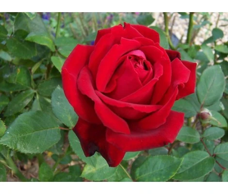 Rosal Chrysler Imperial Meilland