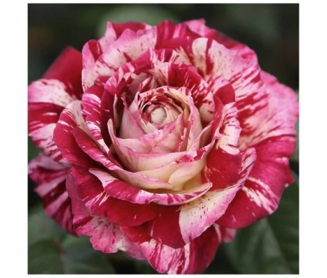 Rosal Perfumado JULIO IGLESIAS® Meistemon MEILLAND