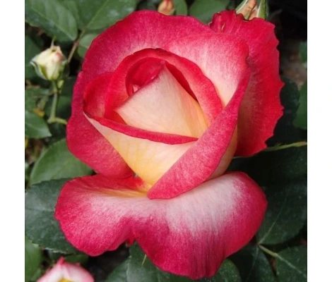 Rosal BOLSHOI ® Meizuzes