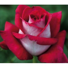 Rosal Monica Bellucci Meilland Maceta 2 Litros