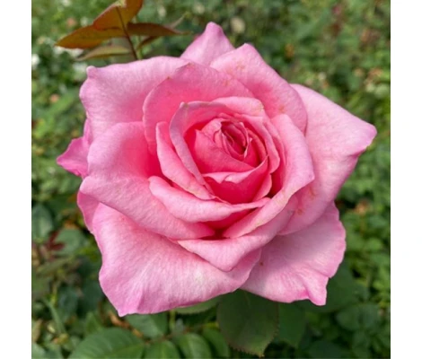 Rosal Carina Perfumella Meilland Maceta 2 Litros