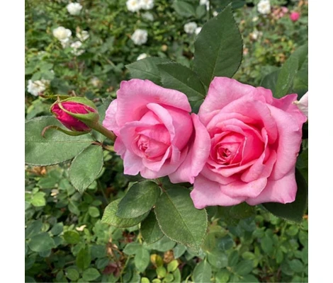 Rosal Carina Perfumella Meilland Maceta 2 Litros