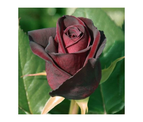Rosal Black Perfumela Meilland (Meizhoro)