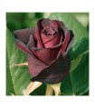Rosal Black Perfumela Meilland (Meizhoro)