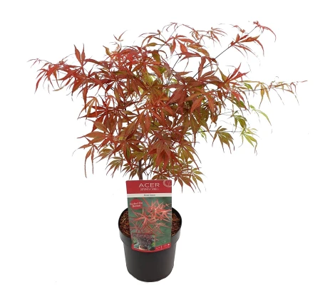 Acer palmatum Peve Dave  Ø19 cm H60 cm