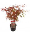 Acer palmatum Peve Dave  Ø19 cm H60 cm