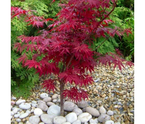 Acer palmatum Peve Dave  Ø19 cm H60 cm