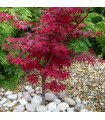 Acer palmatum Peve Dave  Ø19 cm H60 cm