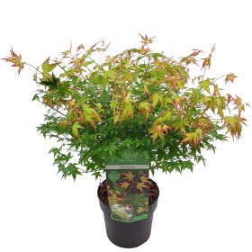Acer Palmatum Little Princess