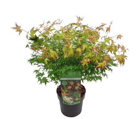 Acer Palmatum Little Princess