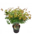 Acer Palmatum Little Princess