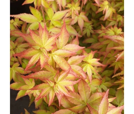 Acer Palmatum Little Princess