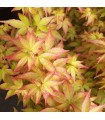 Acer Palmatum Little Princess
