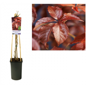 Parra virgen / Parthenocissus Quinquefolia Ø17 cm H75 cm