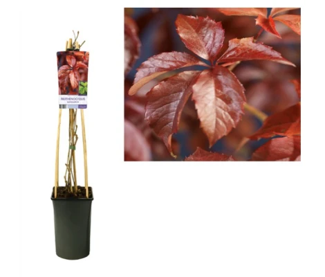 Parra virgen / Parthenocissus Quinquefolia Ø17 cm H75 cm
