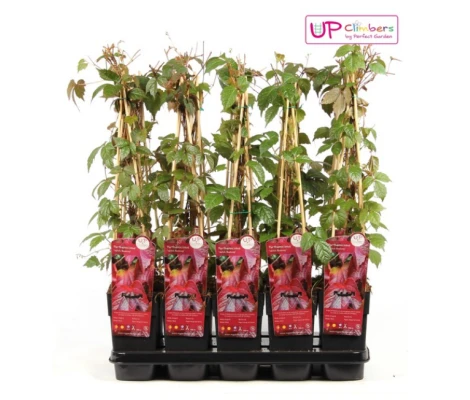 Parra virgen / Parthenocissus tr Veitchii Ø15 cm H65 cm