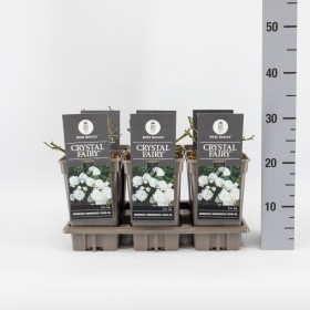 Rosa (P) Crystal Fairy Blanco Ø17 cm H35 cm