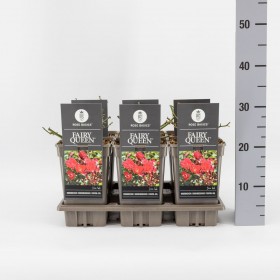 Rosa (P) Fairy Queen Rojo Ø17 cm H35 cm