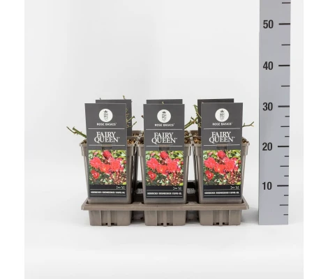 Rosa (P) Fairy Queen Rojo Ø17 cm H35 cm