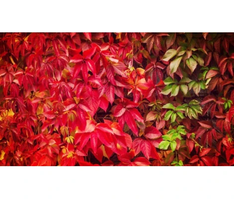 Parra virgen / Parthenocissus Quinquefolia Ø17 cm H75 cm