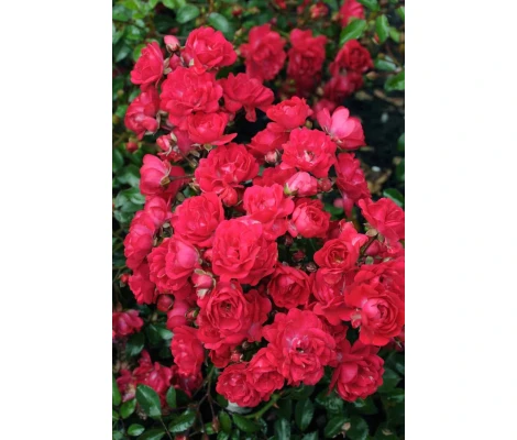 Rosa (P) Fairy Queen Rojo Ø17 cm H35 cm