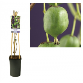 Actinidia arg Issai (Self fertile) Ø17 cm H75 cm