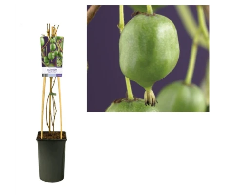 Actinidia arg Issai (Self fertile) Ø17 cm H75 cm