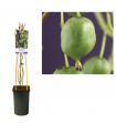 Actinidia arg Issai (Self fertile) Ø17 cm H75 cm