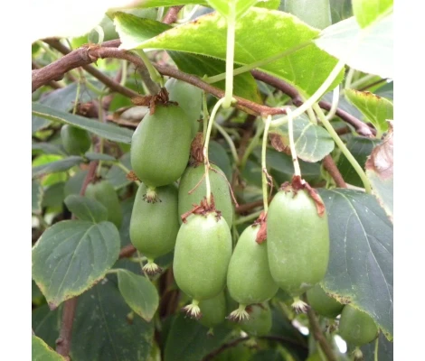 Actinidia arg Issai (Self fertile) Ø17 cm H75 cm