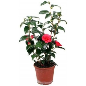Camelia Japónica Blanco, Rosa, Rojo y Bicolor Ø12 H30/40 cm