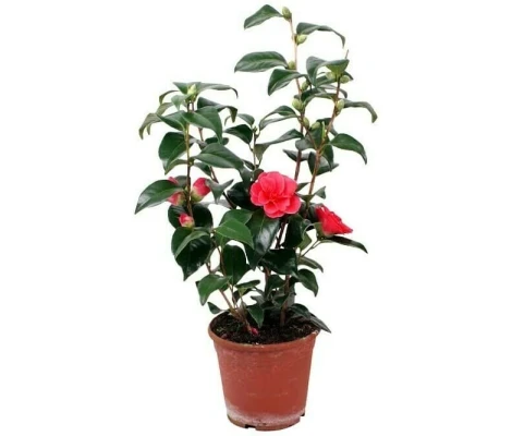 Camelia Japónica Blanco, Rosa, Rojo y Bicolor Ø12 H30/40 cm