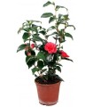 Camelia Japónica Blanco, Rosa, Rojo y Bicolor Ø12 H30/40 cm
