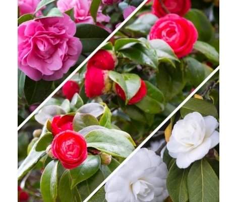 Camelia Japónica Blanco, Rosa, Rojo y Bicolor Ø12 H30/40 cm