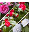 Camelia Japónica Blanco, Rosa, Rojo y Bicolor Ø12 H30/40 cm