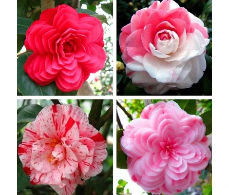 Camelia Japónica Blanco, Rosa, Rojo y Bicolor Ø12 H30/40 cm
