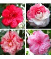 Camelia Japónica Blanco, Rosa, Rojo y Bicolor Ø12 H30/40 cm
