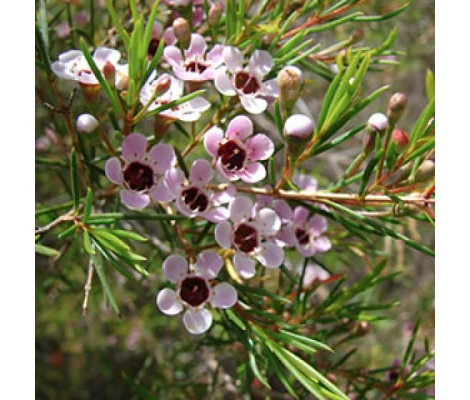 Chamelaucium (Flor De Cera) Ø17cm