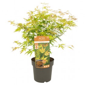 Acer Palmatum Orange Lace Ø10 cm H20 cm