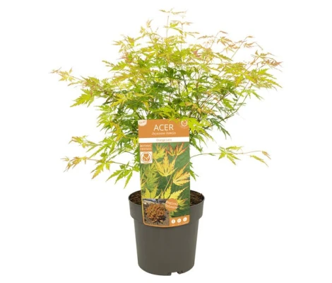 Acer Palmatum Orange Lace Ø10 cm H20 cm