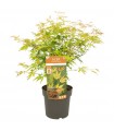 Acer Palmatum Orange Lace Ø10 cm H20 cm