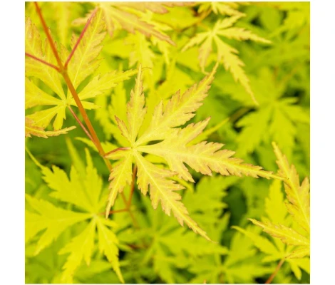 Acer Palmatum Orange Lace Ø10 cm H20 cm
