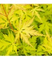 Acer Palmatum Orange Lace Ø10 cm H20 cm
