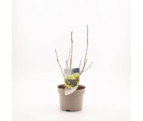 Aronia Prunifolia Viking