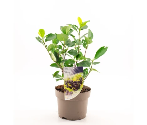 Aronia Prunifolia Viking