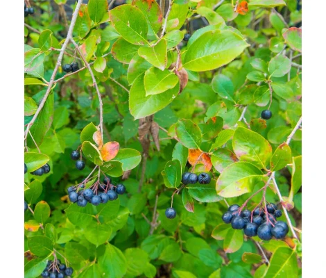 Aronia Prunifolia Viking