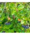 Aronia Prunifolia Viking