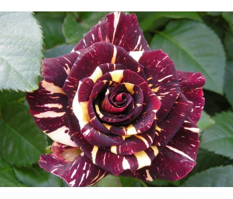 Rosal Perfumado Abracadabra Tricolor