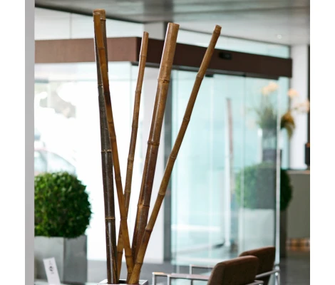 Tutores Decorativos 2,4m Catral