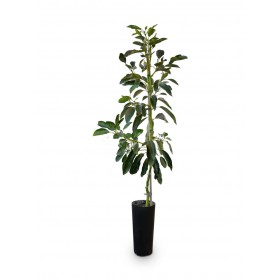 Arbol Planta Aguacate Hass