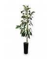 Arbol Planta Aguacate Hass